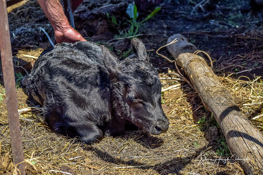 New Born Calf Photograph by Dawn Hough Sebaugh
