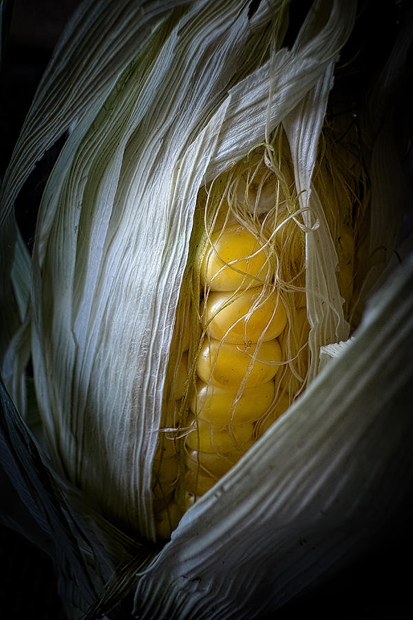New Born Corn Photograph by Cicek Kiral