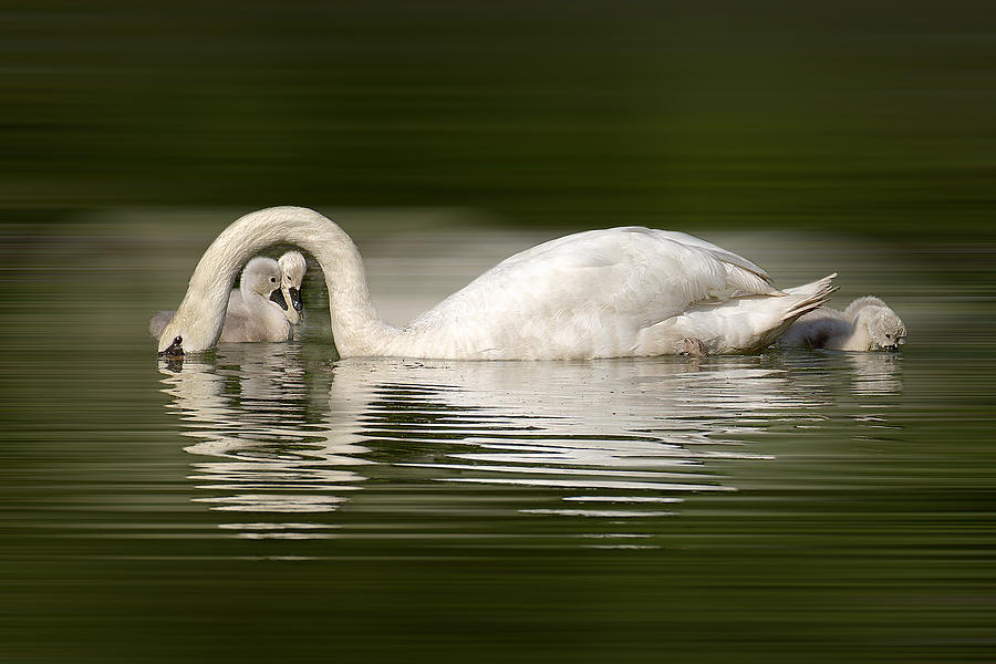 Animal Photograph - New Born Swan Babies by Wilma Wijers Smeets