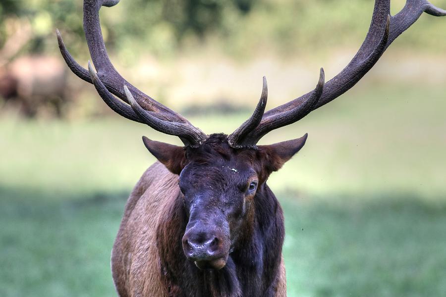 New Bull Elk 2018 Portrait  Photograph by Carol Montoya
