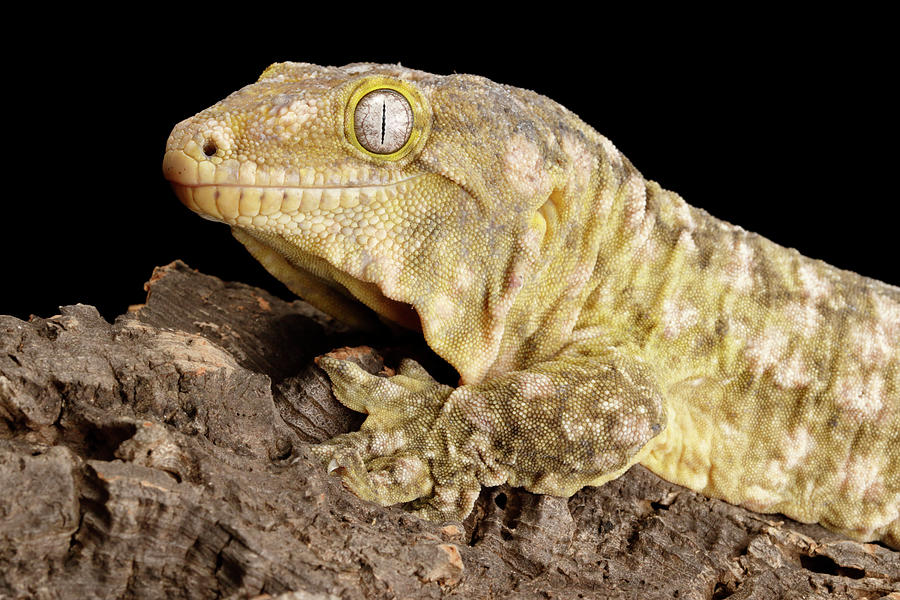 New Caledonia Giant Gecko Photograph by David Kenny