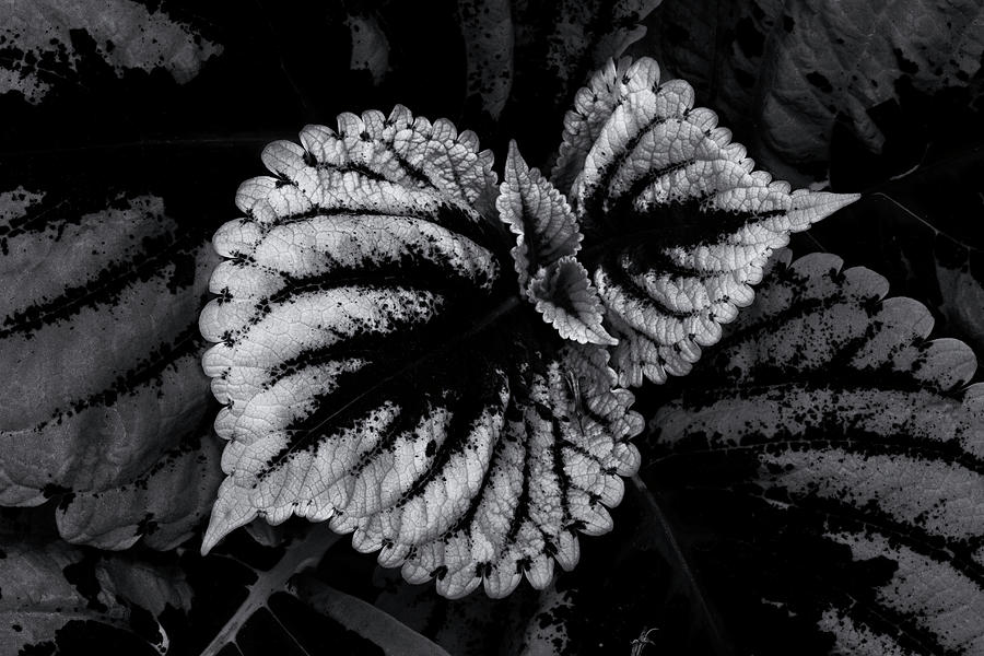 New Coleus Photograph by Robert Woodward
