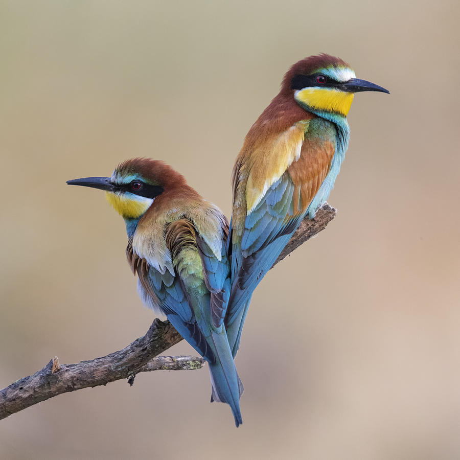 New Couple Photograph by Paolo Bolla - Fine Art America