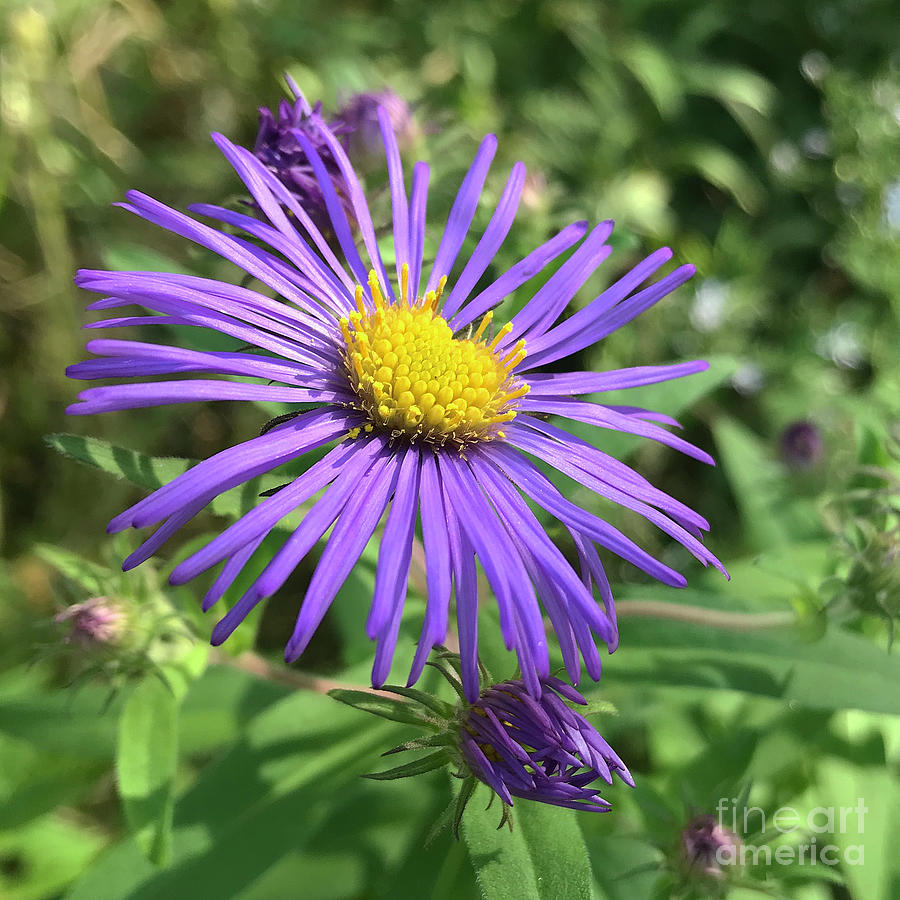 New England Aster 1 Photograph by Amy E Fraser