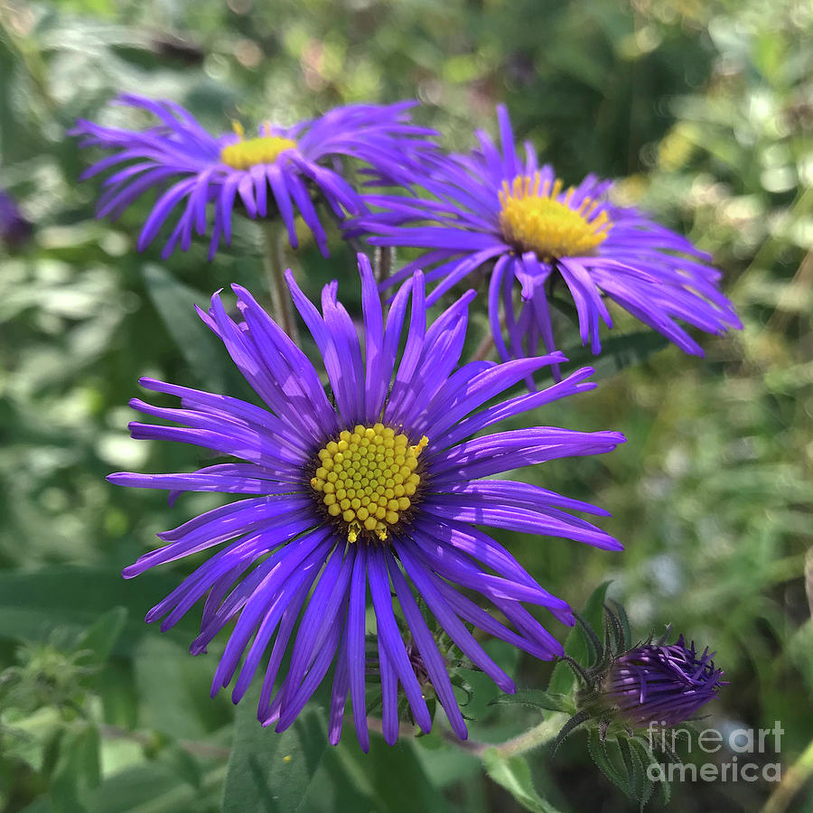 New England Aster 10 Photograph by Amy E Fraser