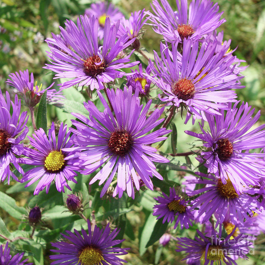 New England Aster 11 Photograph by Amy E Fraser