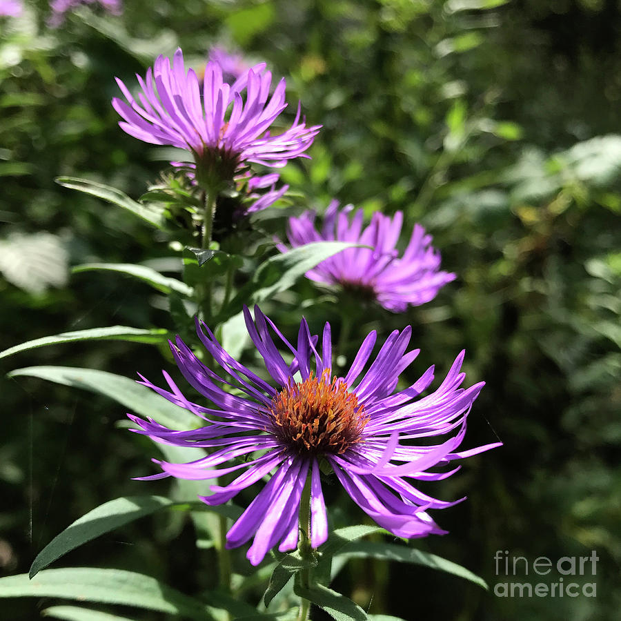 New England Aster 12 Photograph by Amy E Fraser