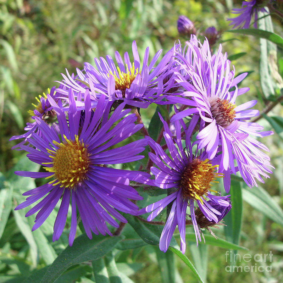 New England Aster 13 Photograph by Amy E Fraser