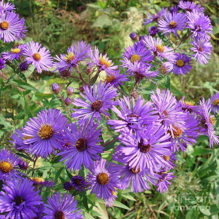 New England Aster 14 Photograph by Amy E Fraser