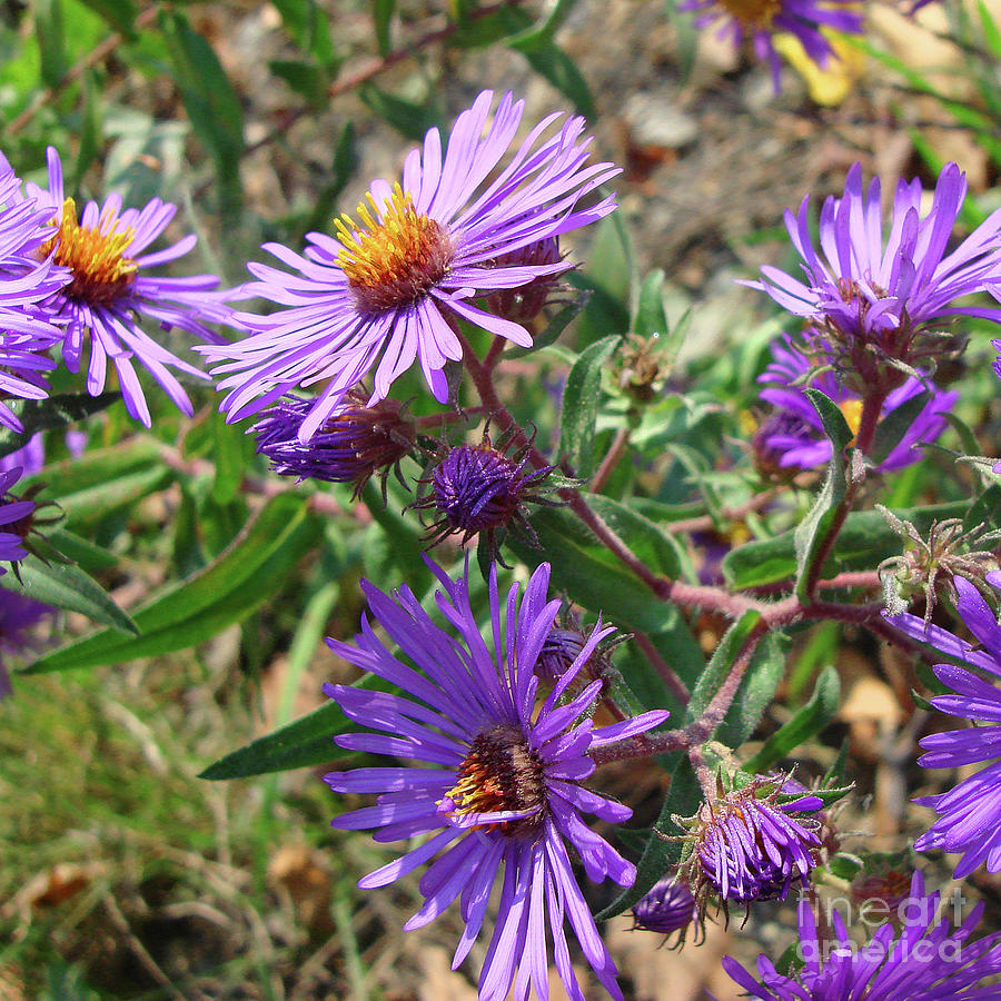 New England Aster 15 Photograph by Amy E Fraser