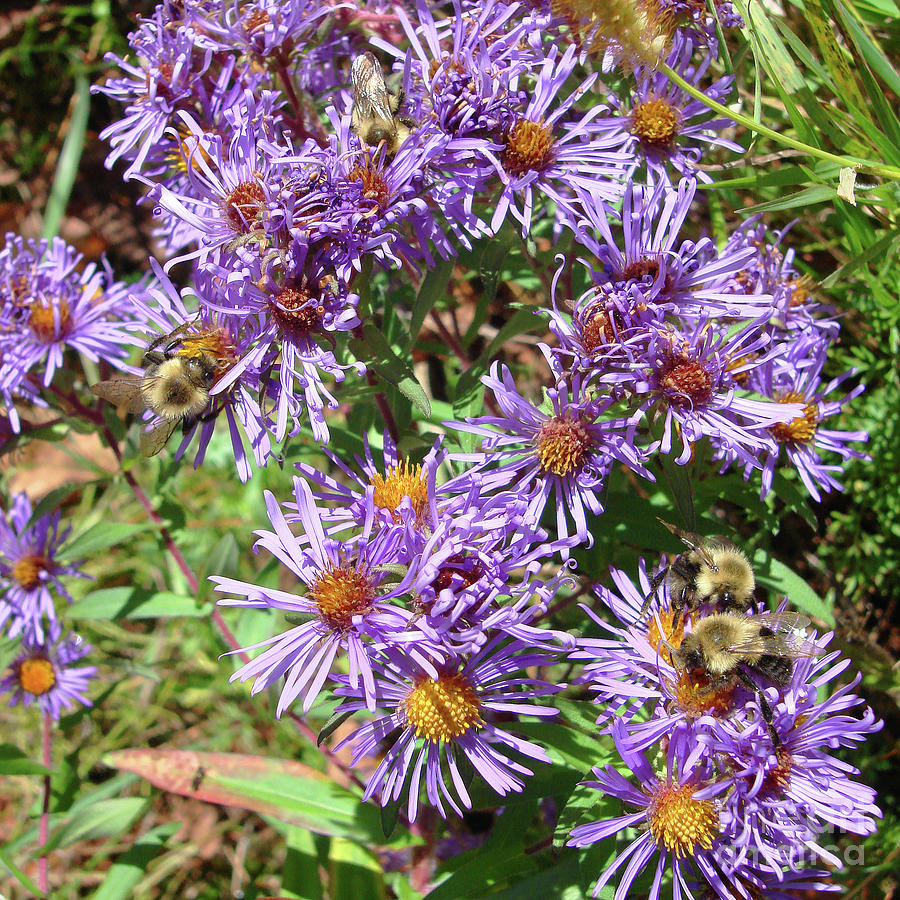 New England Aster 16 Photograph by Amy E Fraser