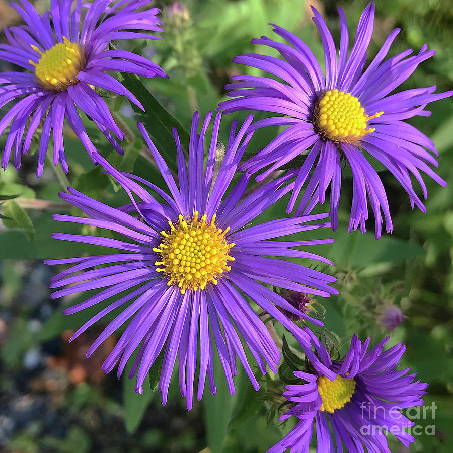 New England Aster 17 Photograph by Amy E Fraser