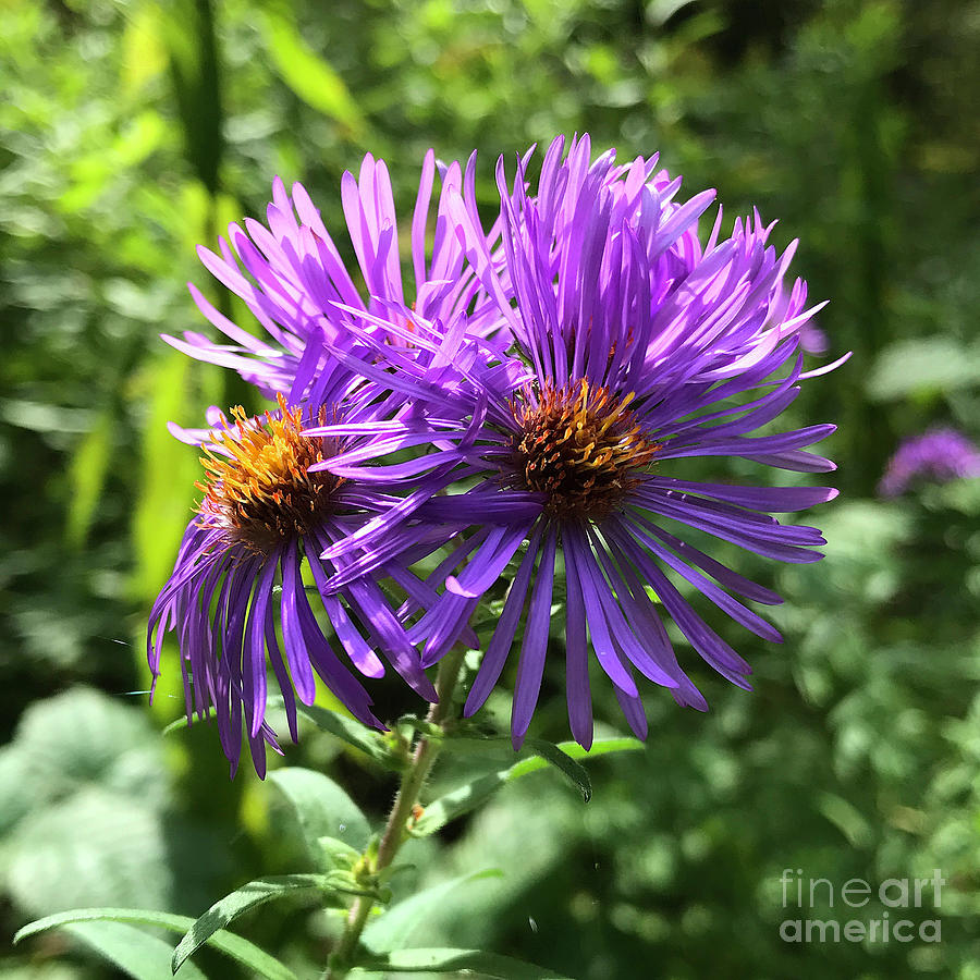 New England Aster 2 Photograph by Amy E Fraser