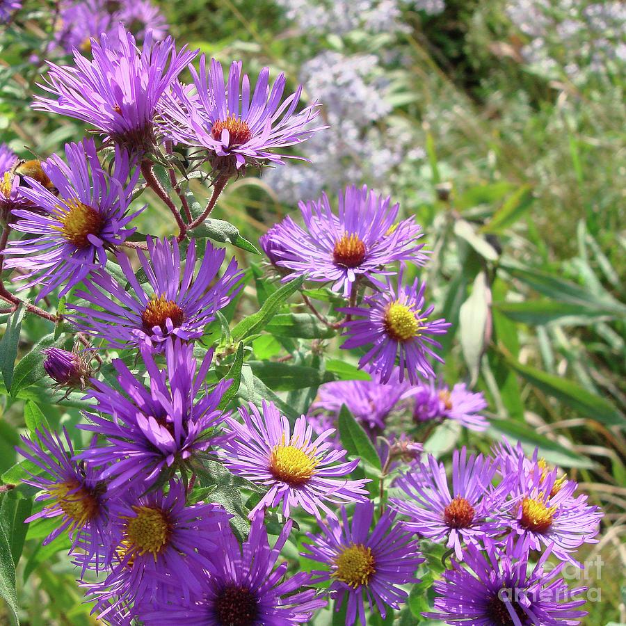 New England Aster 3 Photograph by Amy E Fraser