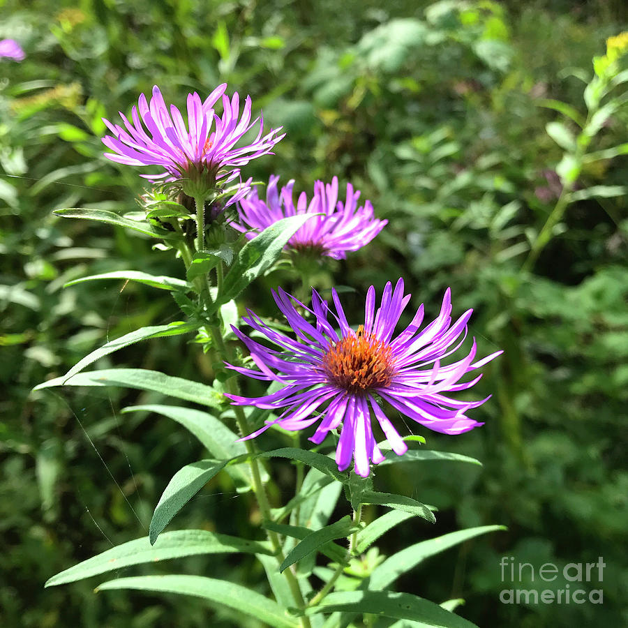 New England Aster 4 Photograph by Amy E Fraser