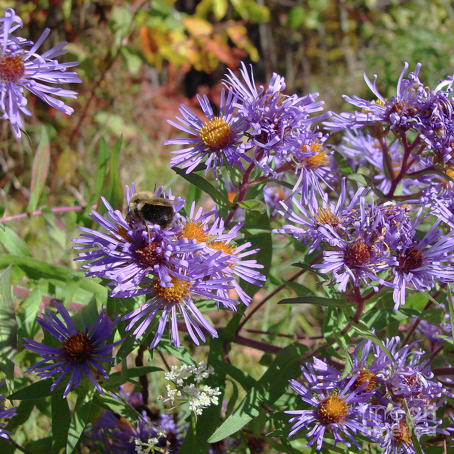 New England Aster 5 Photograph by Amy E Fraser