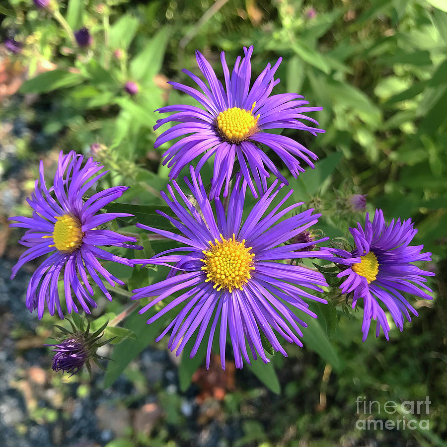 New England Aster 6 Photograph by Amy E Fraser