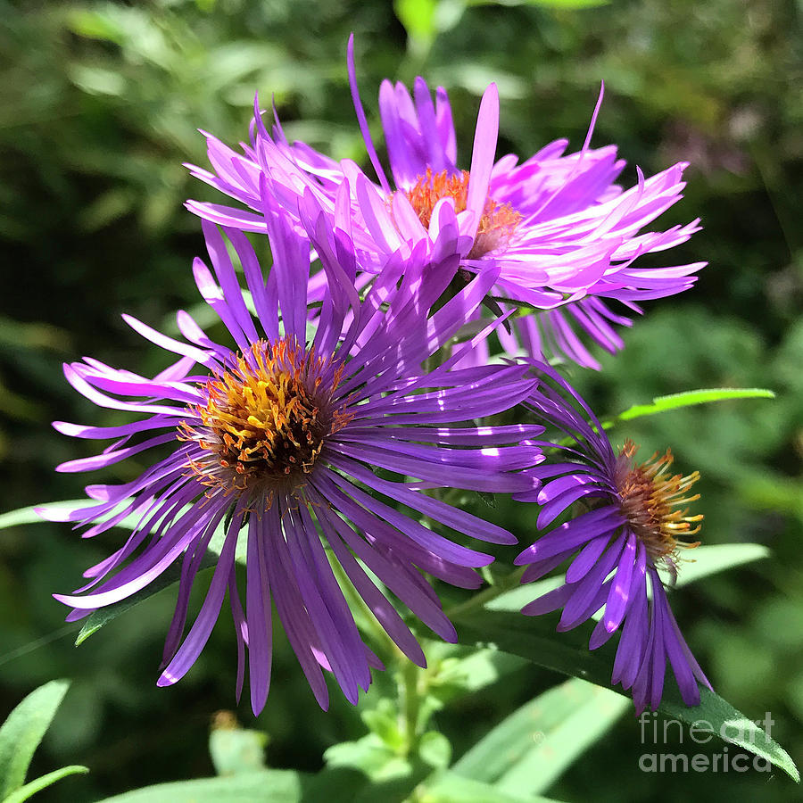 New England Aster 8 Photograph by Amy E Fraser