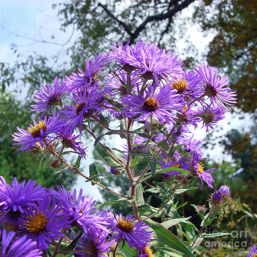 New England Aster 9 Photograph by Amy E Fraser
