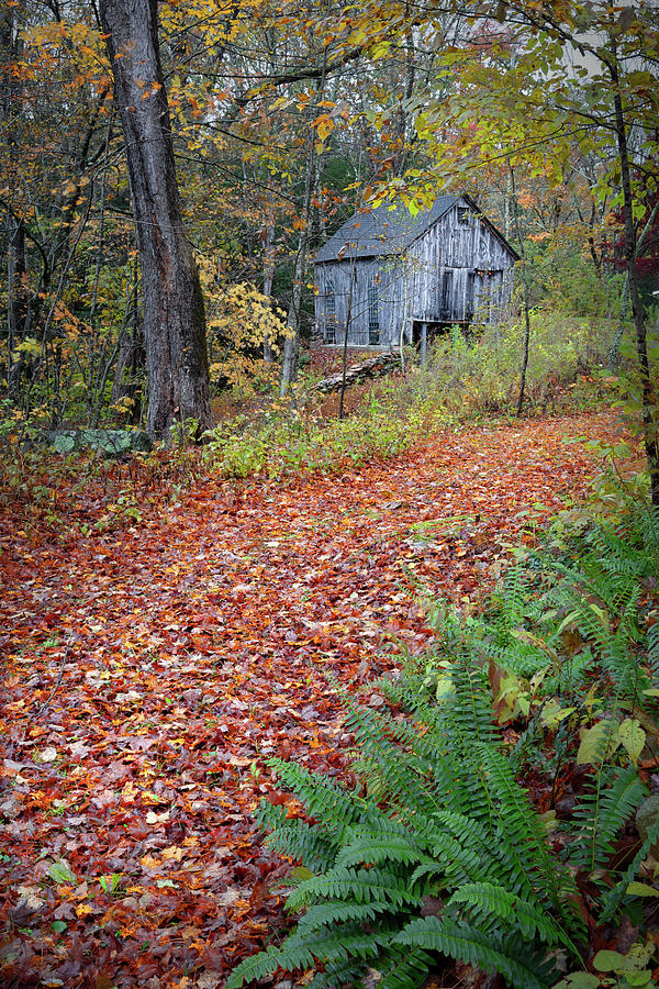 New England Autumn Woods Photograph by Bill Wakeley