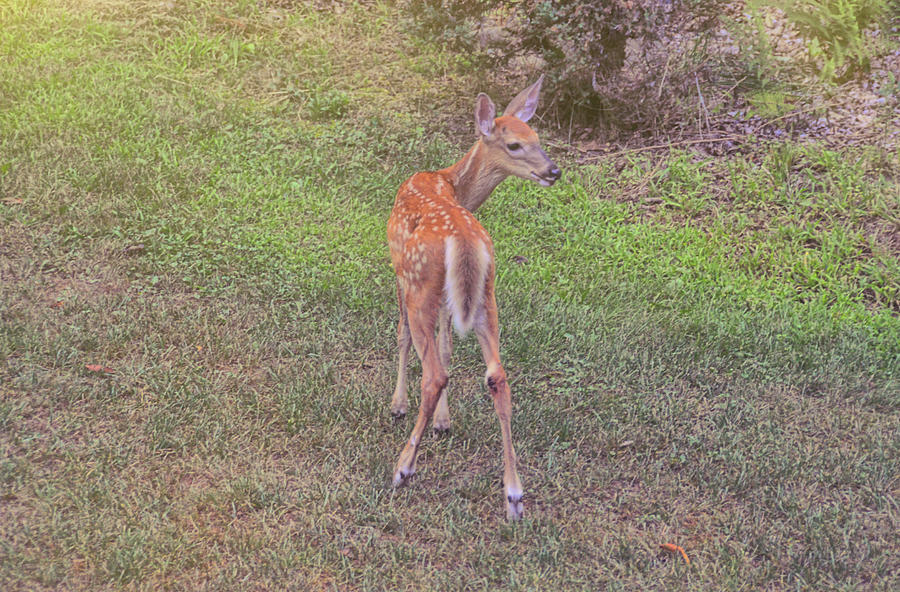 Deer Photograph - New Fawn by JAMART Photography