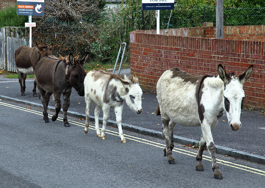 New Forest Donkeys Photograph by Jeff Townsend