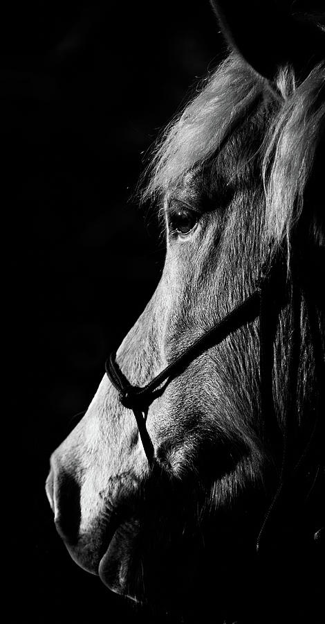 New Forest Horse Portrait Photograph by Stuart Leche