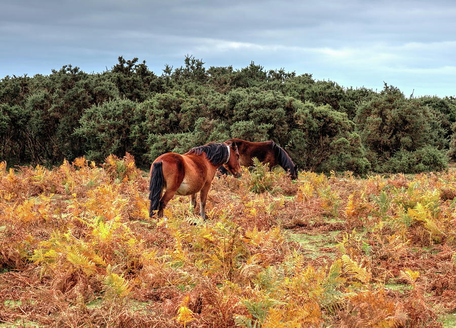 New Forest Ponies In The Bracken Photograph by Jeff Townsend