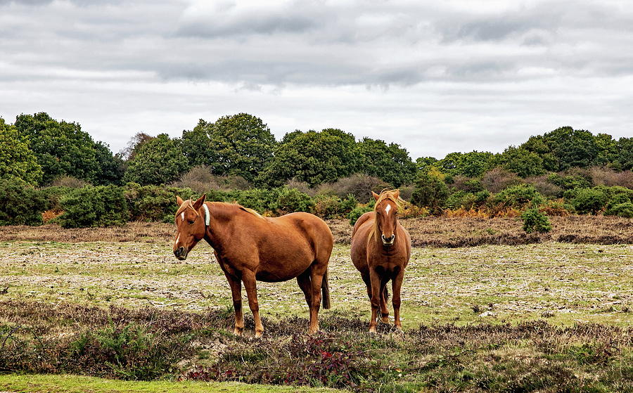 New Forest Ponies Photograph by Jeff Townsend