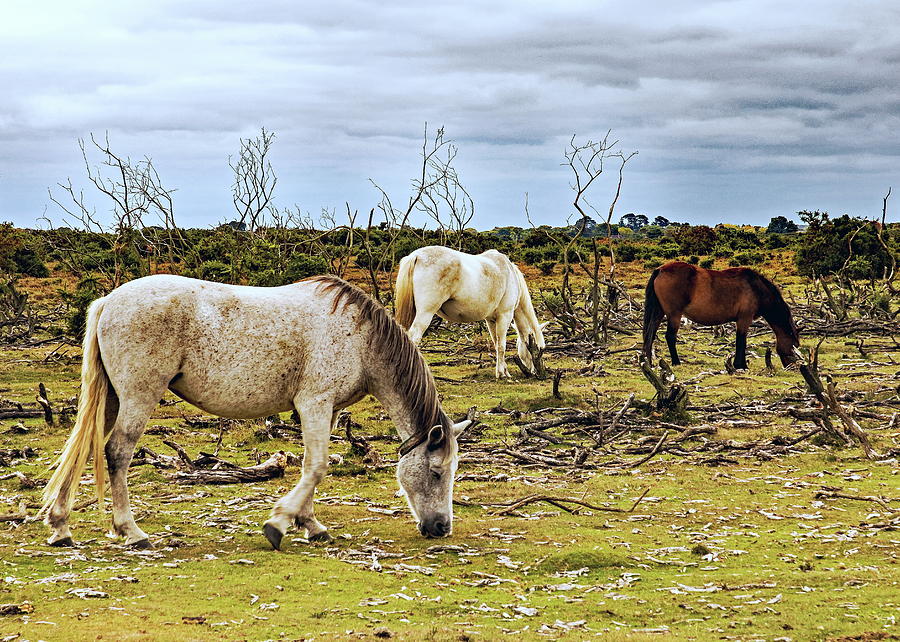 New Forest Ponies On The Heath Photograph by Jeff Townsend