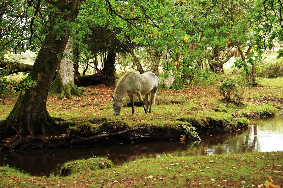New Forest Pony By A Stream Photograph by Jeff Townsend