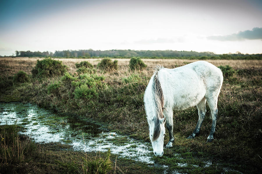 New Forest Pony By A Stream Photograph by Projectb
