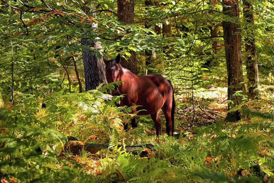 New Forest Pony Photograph by Jeff Townsend