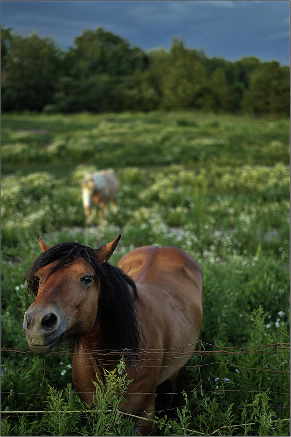 New Friend by Patrick Groleau New Friend by Patrick Groleau