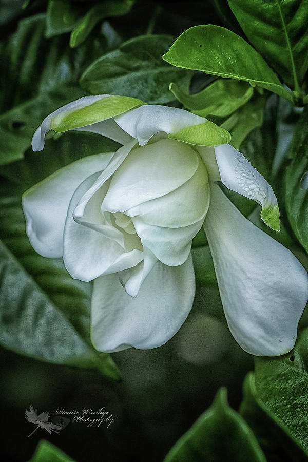 New Gardenia Bloom Photograph by Denise Winship