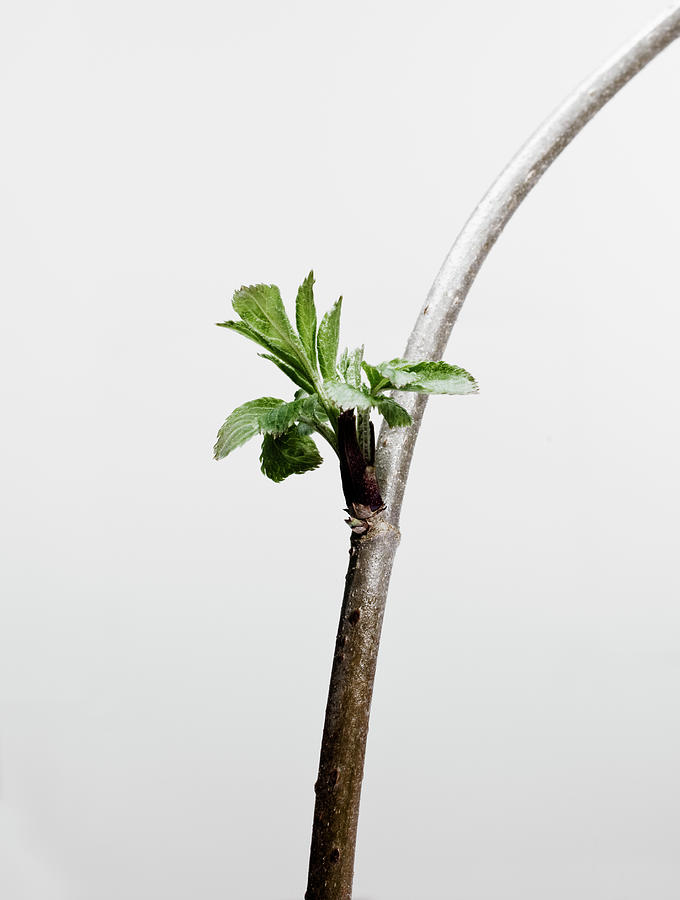 New Growth On Branch Photograph by Richard Clark