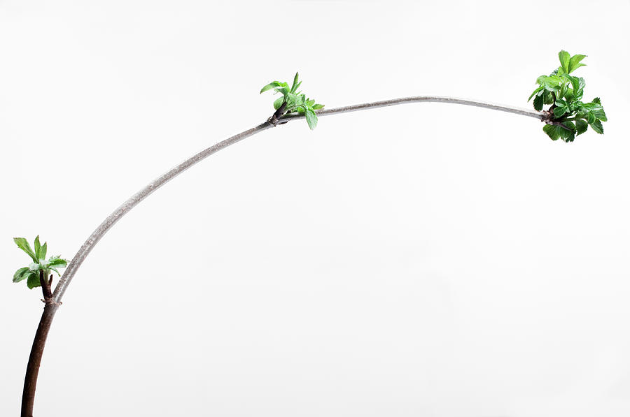 New Growth On Curved Branch Photograph by Richard Clark