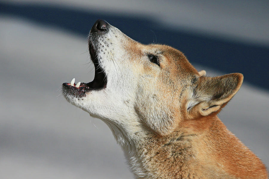 New Guinea Singing Dog Photograph by Shoal Hollingsworth