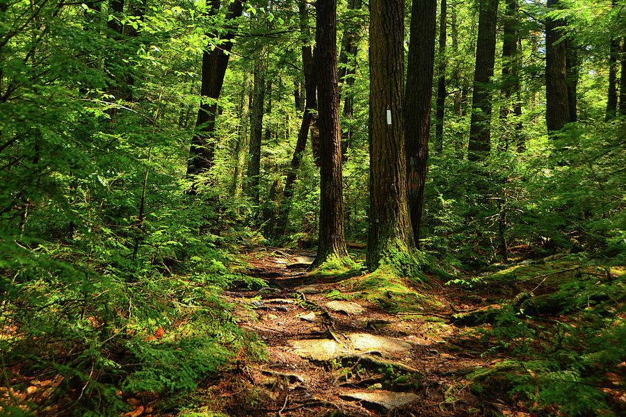 New Hampshire Appalachian Trail Photograph by Raymond Salani III