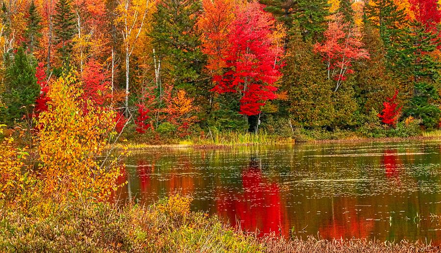 New Hampshire Red Photograph by Dana Foreman