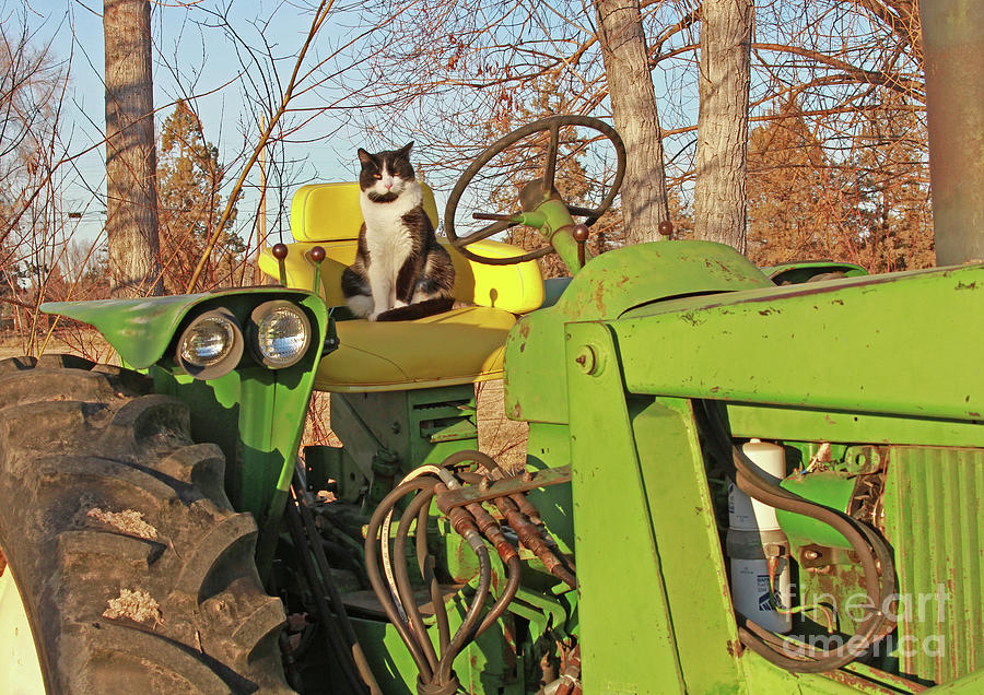 Barn Cat Photograph - New Hired Hand by Gary Wing Barn Cat Photograph - New Hired Hand by Gary Wing