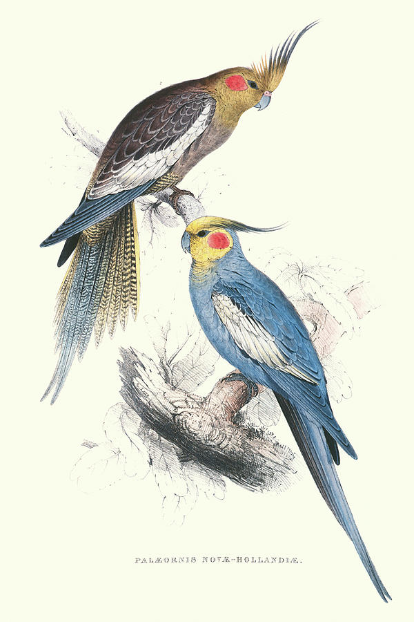 New Holland Parakeets -Nynphicus Hollandicus Painting by Edward Lear New Holland Parakeets -Nynphicus Hollandicus Painting by Edward Lear