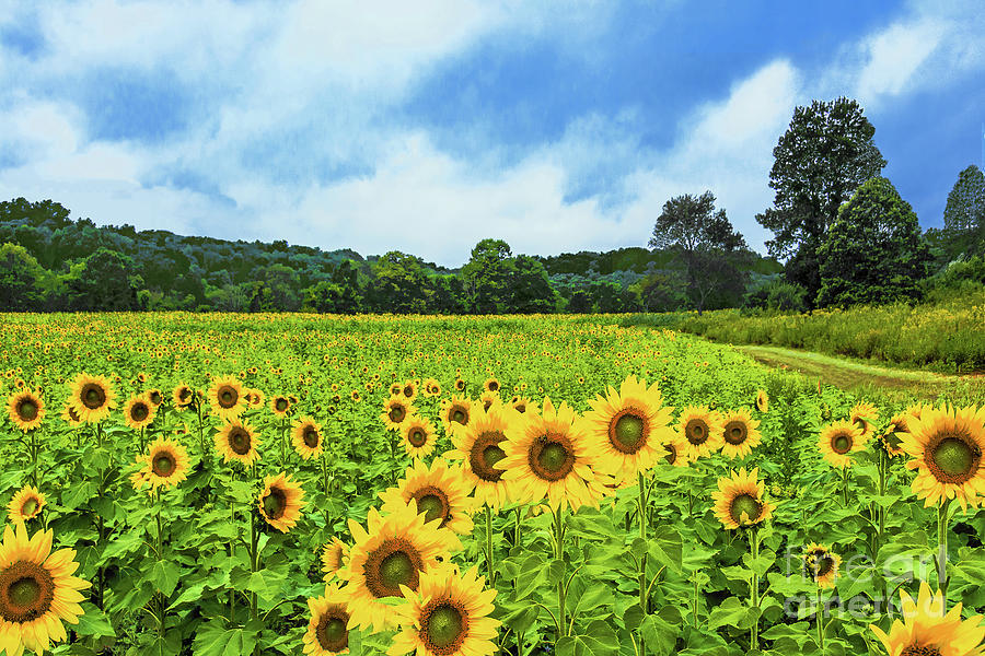 Sunflowers Photograph - New Jersey Sunflower Eden  by Regina Geoghan