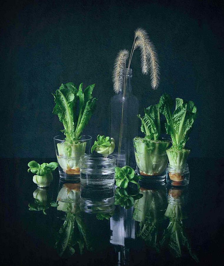Lettuce Photograph - New Life by Fangping Zhou
