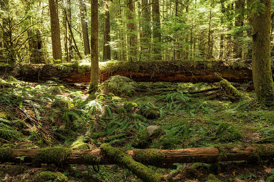 New Life From a Fallen Tree by Belinda Greb New Life From a Fallen Tree by Belinda Greb