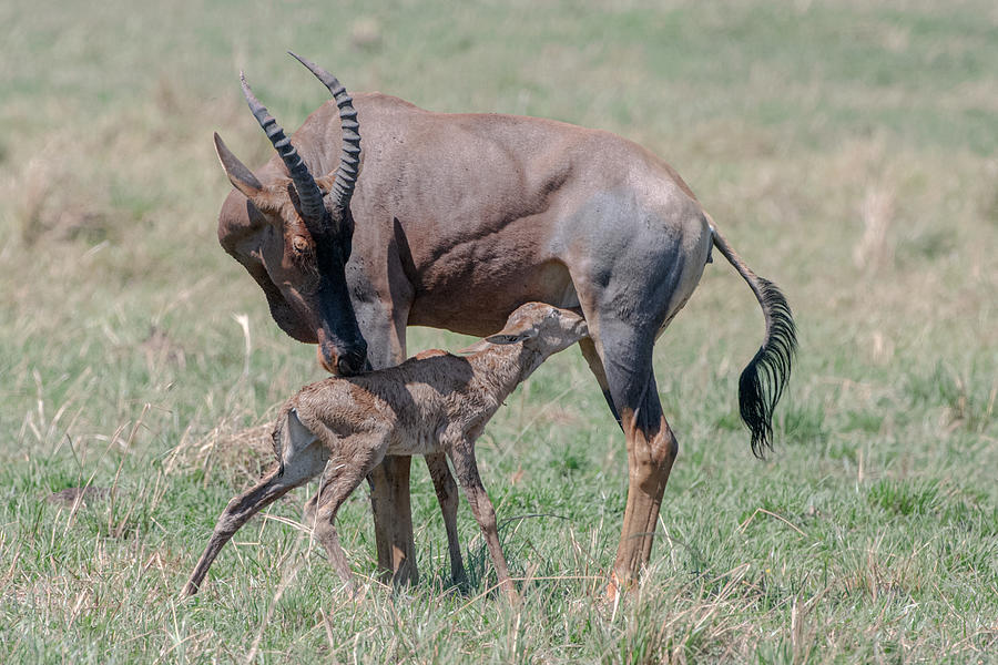Wildlife Photograph - New Life In Massai Mara by Jie Fischer