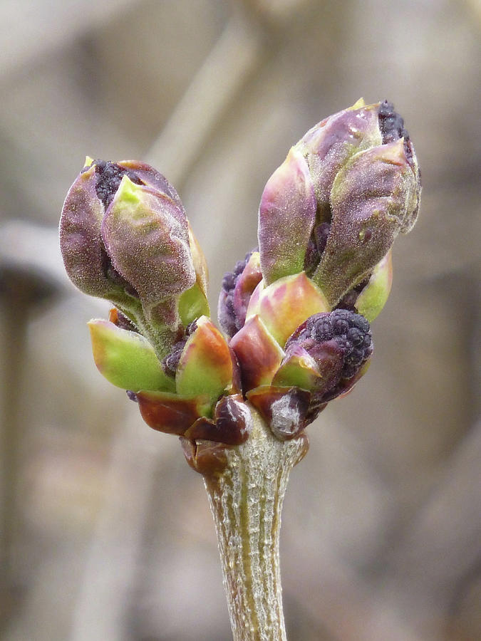 New Life in the Lilacs by Cris Fulton New Life in the Lilacs by Cris Fulton