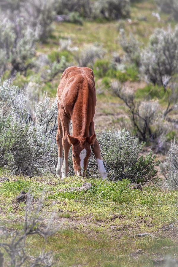New Life - South Steens Mustangs 0990 Photograph by Kristina Rinell