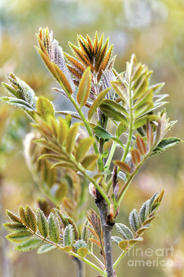 Sorbus Aucuparia Photograph - New Rowan (sorbus Aucuparia) Leaves by Heiti Paves/science Photo Library Sorbus Aucuparia Photograph - New Rowan (sorbus Aucuparia) Leaves by Heiti Paves/science Photo Library