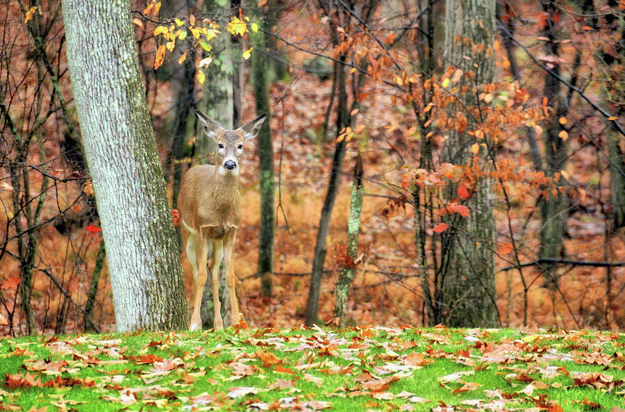 Deer Photograph - New Season by JAMART Photography